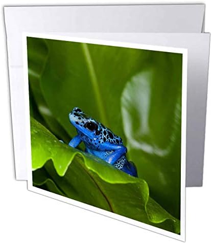 3dRose a Dél-Amerikai Suriname. Blue Dart Frog a Levél. - Üdvözlőlap, 6, 6 hüvelykes (gc_314400_5)