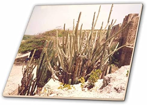 3dRose Kép Desszert Növények Növekvő Egzotikus Aruba Sziget - Csempe (ct-371717-7)