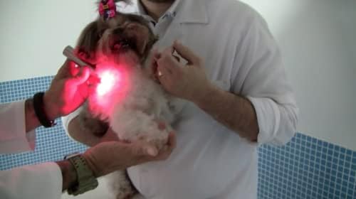 RAGYOG VETLIGHT Vörös Fény Terápia - Helyreállítási Támogatás a Kutyák, Macskák, Lovak, Egyéb Állatot, mint Használt a Szakképzési